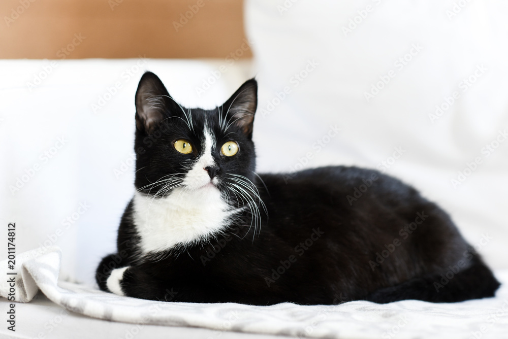 Black and white domestic cat, lying at home, relaxing and calm.
