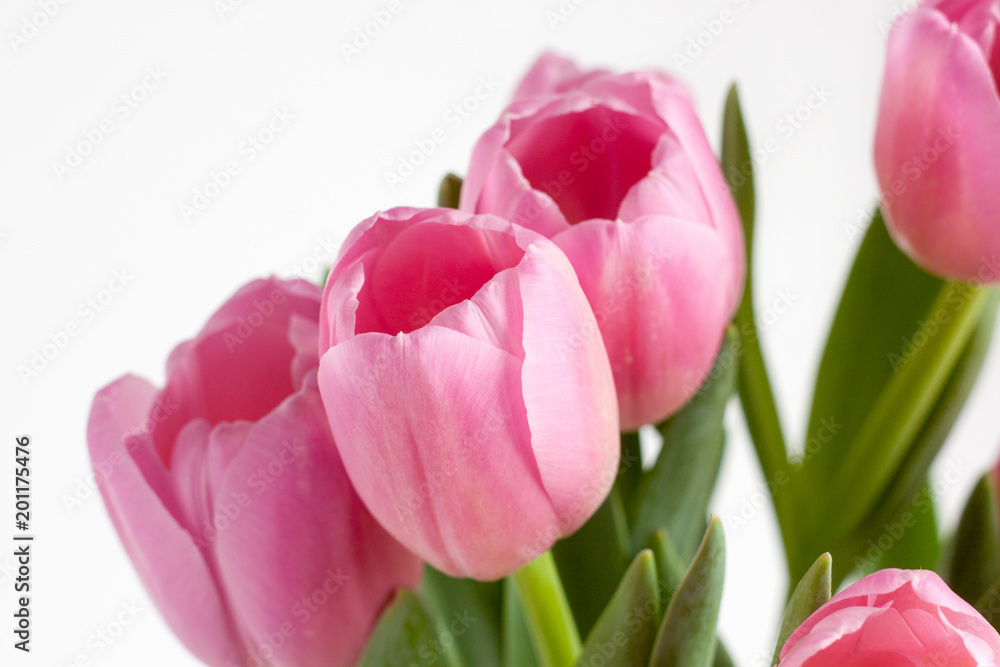 Fototapeta premium Group of pink tulips isolated on white background.