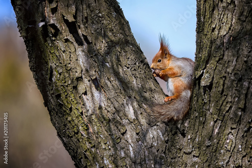 Squirrel sits on a tree and eats a nut © chumakovaslonik