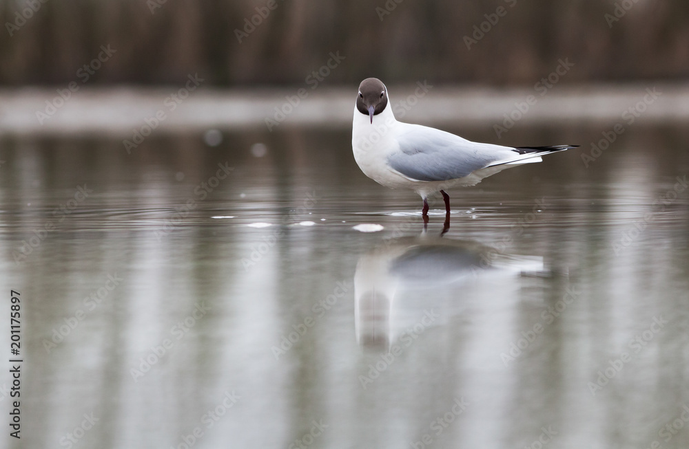 black headed gull (Chroicocephalus ridibundus) fishing on a lake black headed gull (Chroicocephalus ridibundus) fishing on a lake