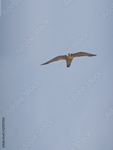 flying Japanese falcon / 飛翔してくるハヤブサ(オス) - タテ撮 © the last orangutan