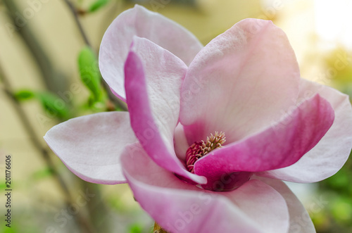 Magnolia flowers on the tree. photo