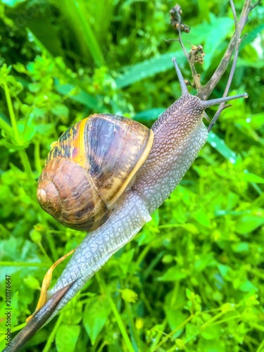 Snail in the nature, macro photo