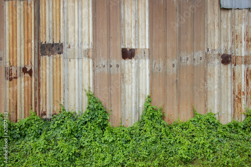 Old metal sheet roof with ivy green plant for background.