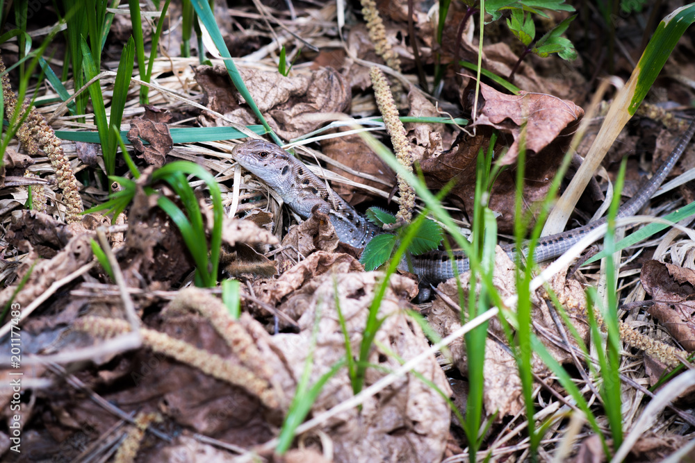 Fototapeta premium lizard in the forest