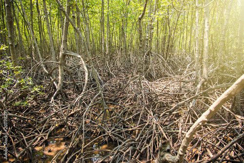 Mangrove Forest in Prachuab Khirikhan  Thailand.
