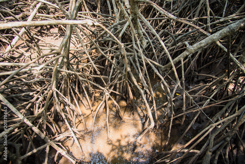 Mangrove Forest in Prachuab Khirikhan, Thailand. Mangrove Forest in Prachuab Khirikhan, Thailand.