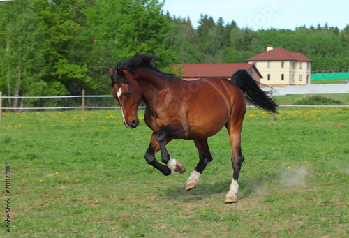 Thoroughbred horse racer runs on a green summer meadow