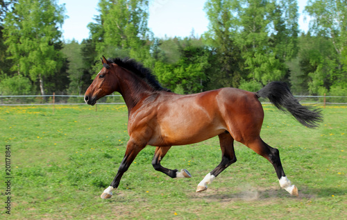 Thoroughbred horse racer runs on a green summer meadow