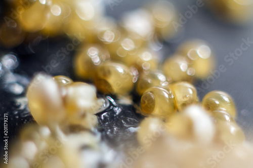 caviar of yellow snails