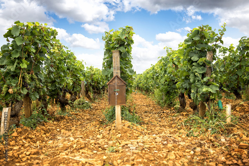 Burgundy, Meursault. Montrachet. Vineyards along the wine route. France photo