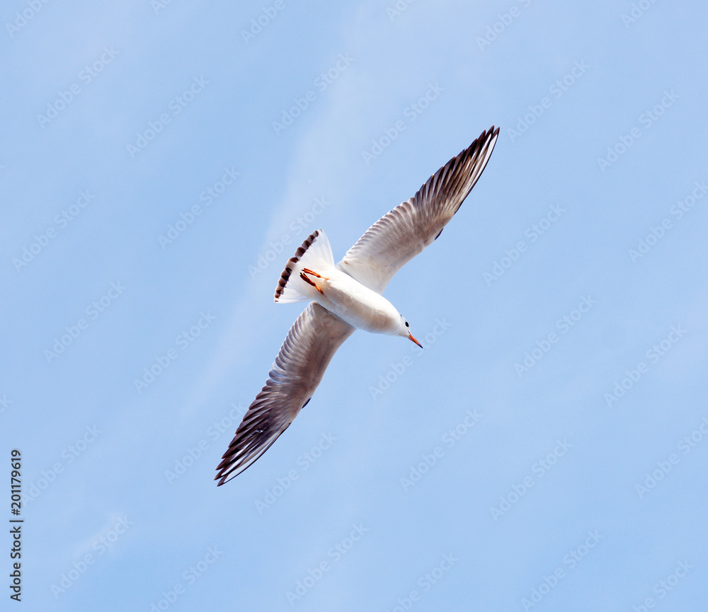 a seagull in the sky a seagull in the sky