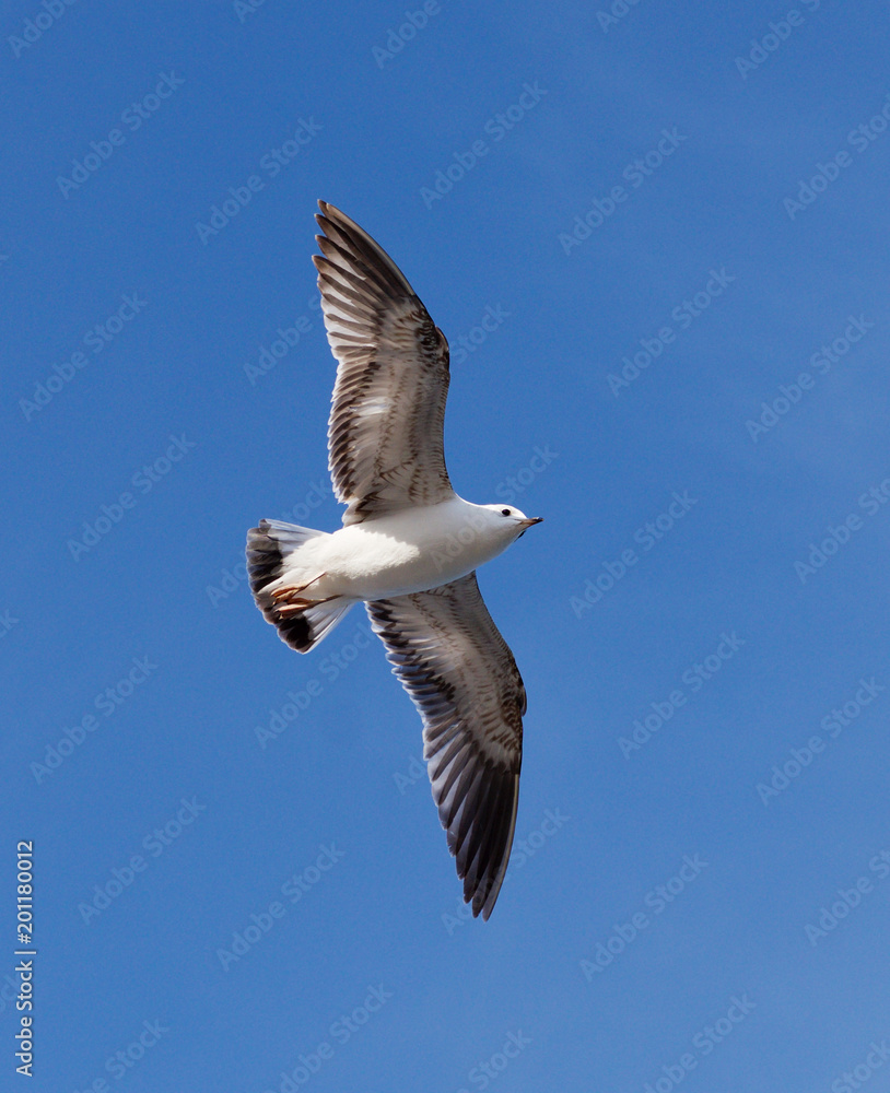 Obraz premium a seagull in the sky