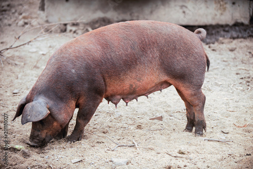 Curious young pig of Duroc's breed in yard. Concept of small swine farms in southern Russia