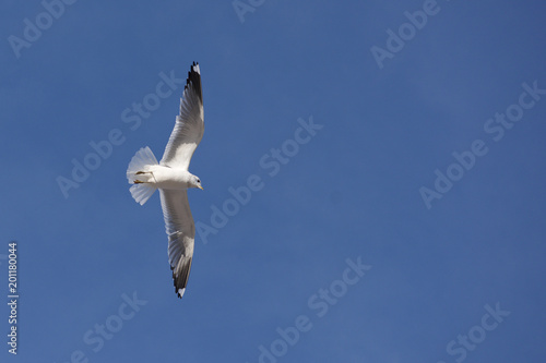 a seagull in the sky