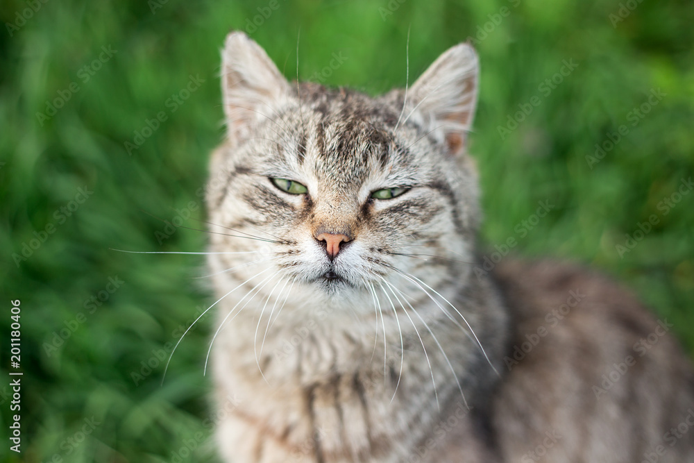 Cute cat sitting in the park. Portrait of a cat outdoors