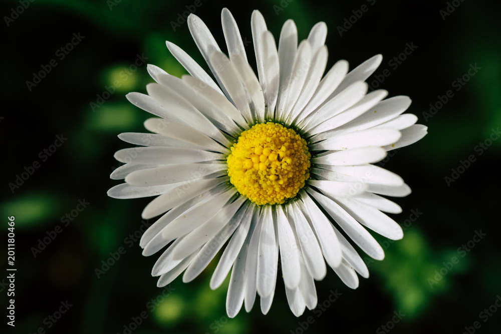 Fototapeta premiumBeautiful white daisy flower in the garden