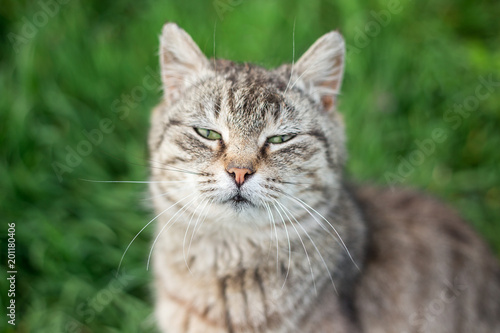 Cute cat sitting in the park. Portrait of a cat outdoors