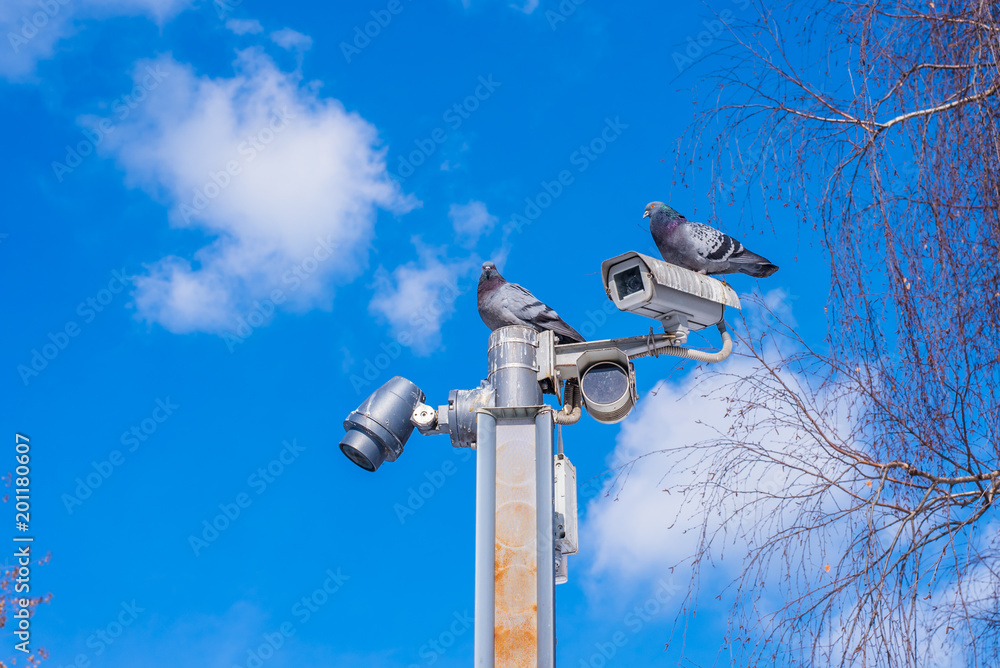 Pigeons sitting on the surveillance camera