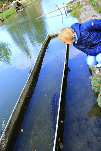 Young woman examining sterlet on fish farm. Sterlet in water photo