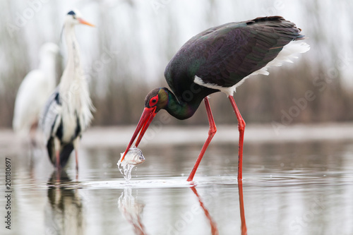 beautiful black stork fishing on a lake