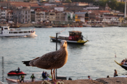 Gabbiano sul fiume Douro.
