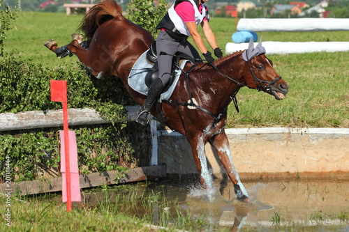 Trial horse portrait in water jumping