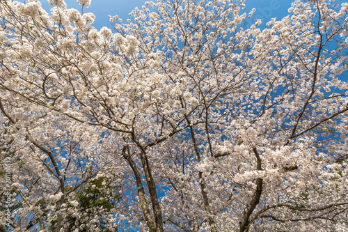 Japanese cherry tree full bloom