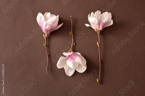 trzy magnolie  kwiat  magnolie  charakter  jary  kwiat  kwiatowy  beuty  kwiat  bukiet  ro  lin  makro  jardin  barwa  flora  swieey  pachn  ce wiosn    pi  kno  styl  klasa  raz w roku kwitn  cy  r    owy  