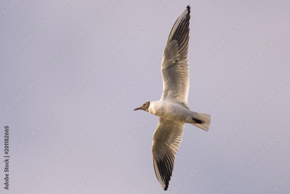 Seagull flying in front of a clear sky Seagull flying in front of a clear sky