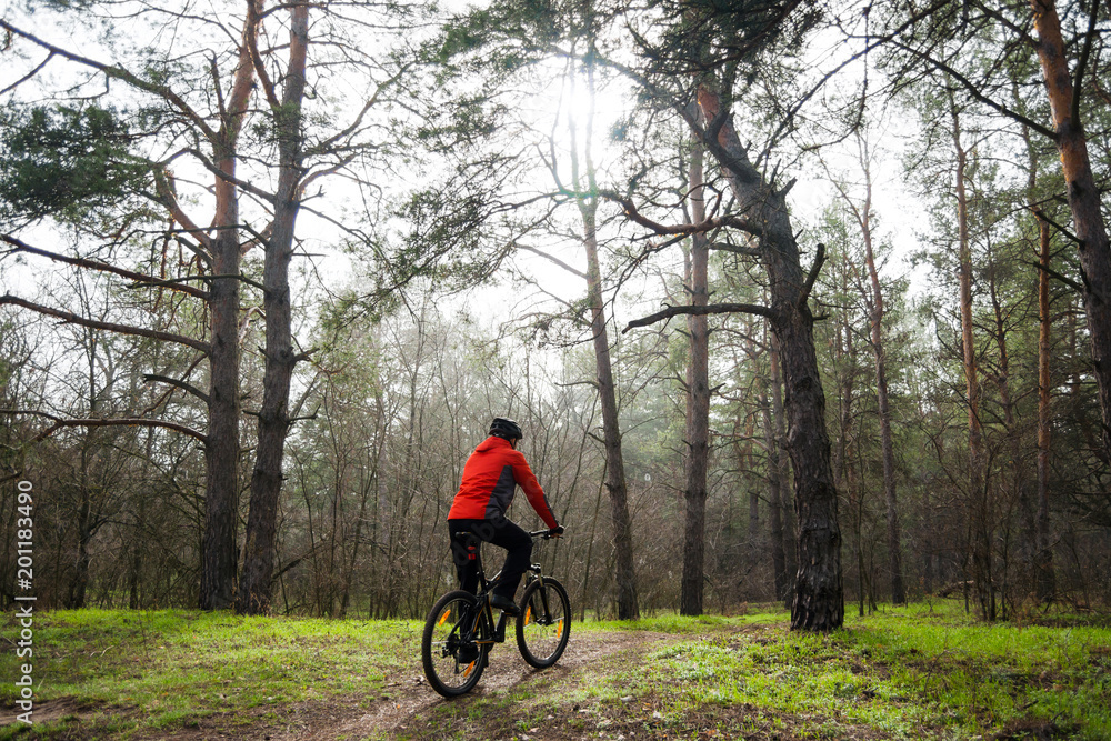 Cyclist Riding Mountain Bike in the Fog on the Trail in the Beautiful Pine Forest. Adventure and Travel Concept.