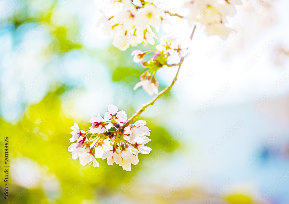 Fototapeta premium すごく美しく咲き誇る満開の桜