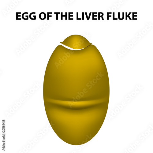 Egg of the liver fluke. infographics. Vector illustration on isolated background.