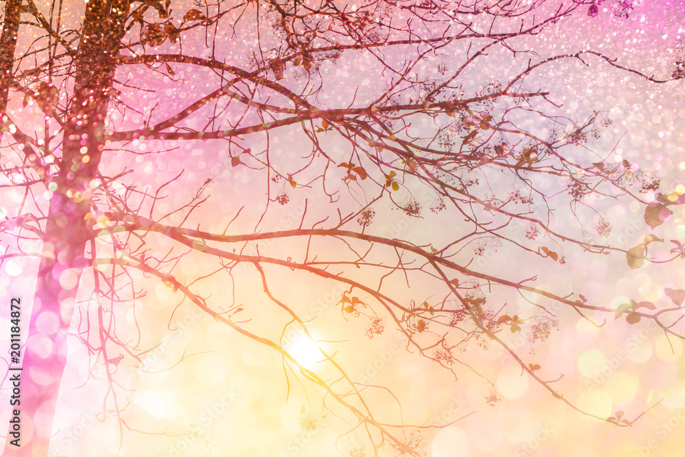 dry tree silhouette colorful sunset sky with glitter light in soft pastel tone,romance background dry tree silhouette colorful sunset sky with glitter light in soft pastel tone,romance background