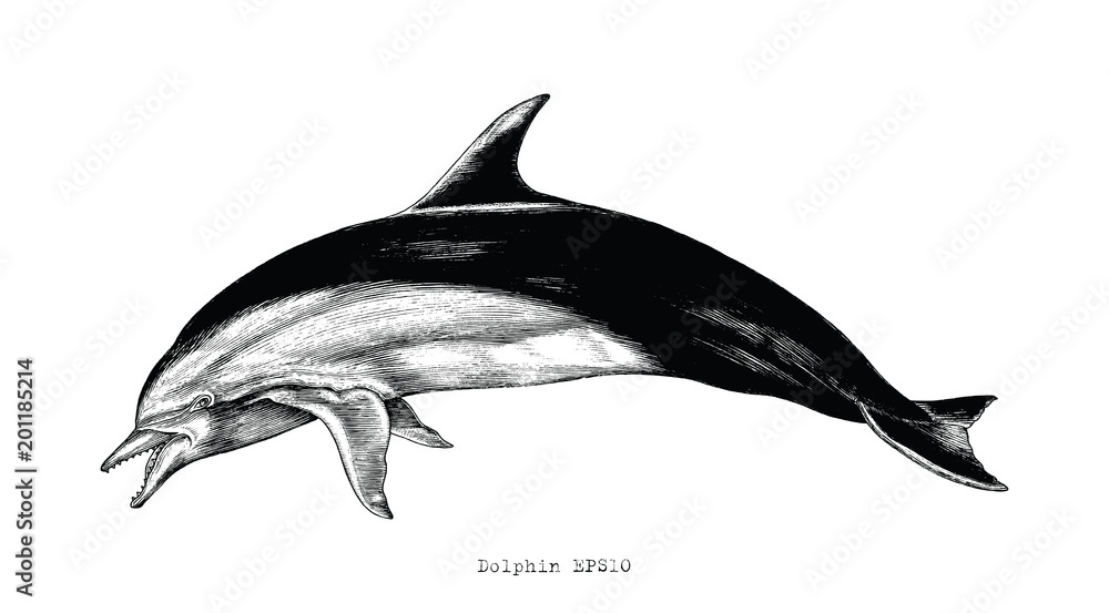 Naklejka premium Dolphin hand drawing vintage engraving illustration clipart