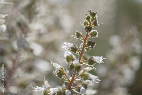 Flora of Gran Canaria - Echium onosmifolium,