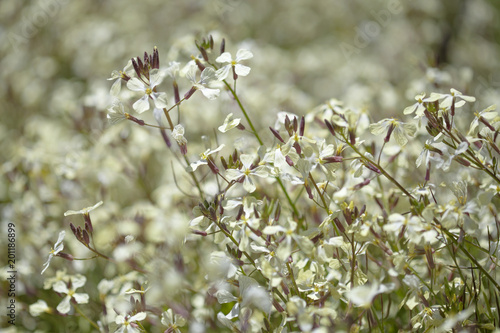 Flora of Gran Canaria - wild raddish