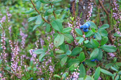 Wild berries on a green vegetative background in forest. Blueberries, lingonberries and heather in a pine forest. Landscape of late summer or early autumn.