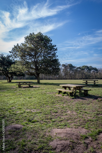 Picnic benches in a park