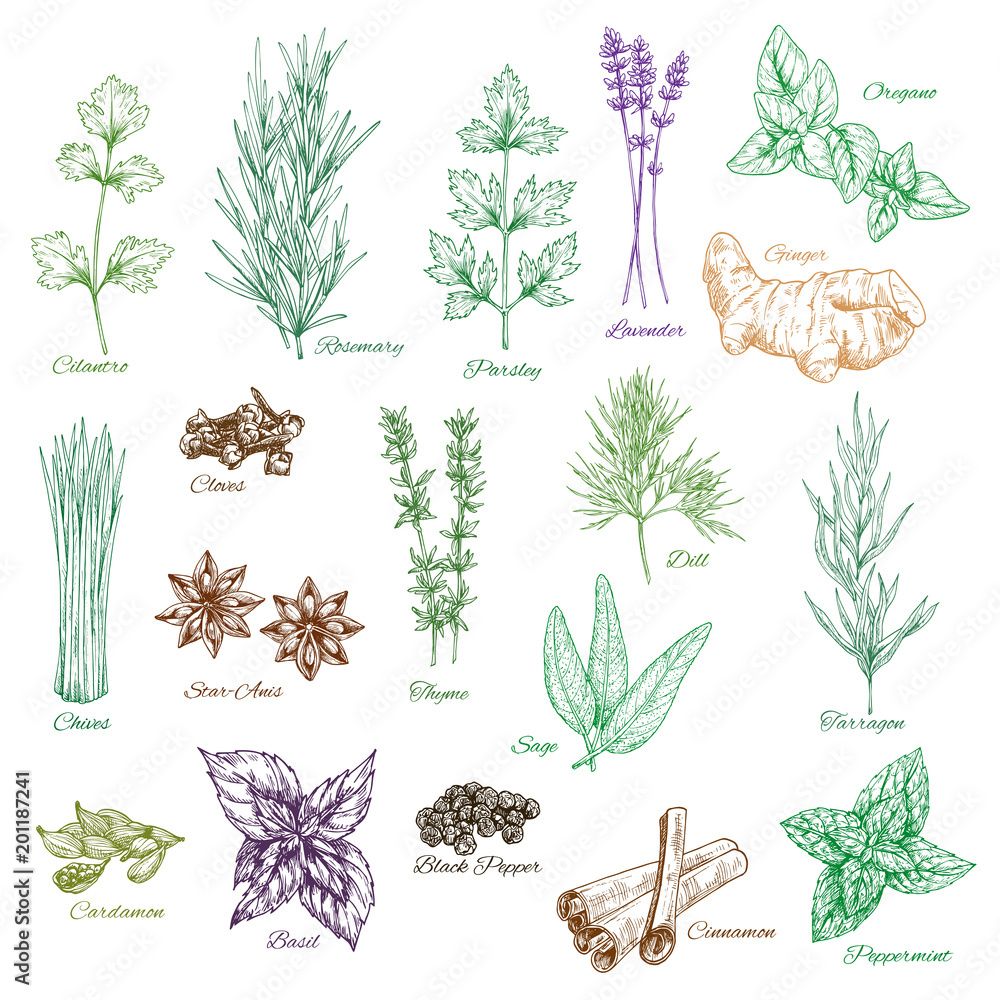 Vector icons set of spices and herbs seasonings - obrazy, fototapety, plakaty 