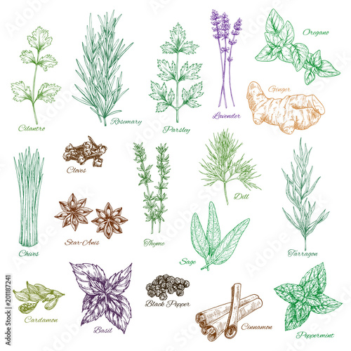 Vector icons set of spices and herbs seasonings