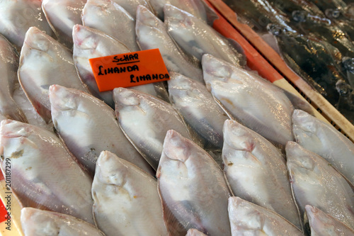 flatfish at fish market photo