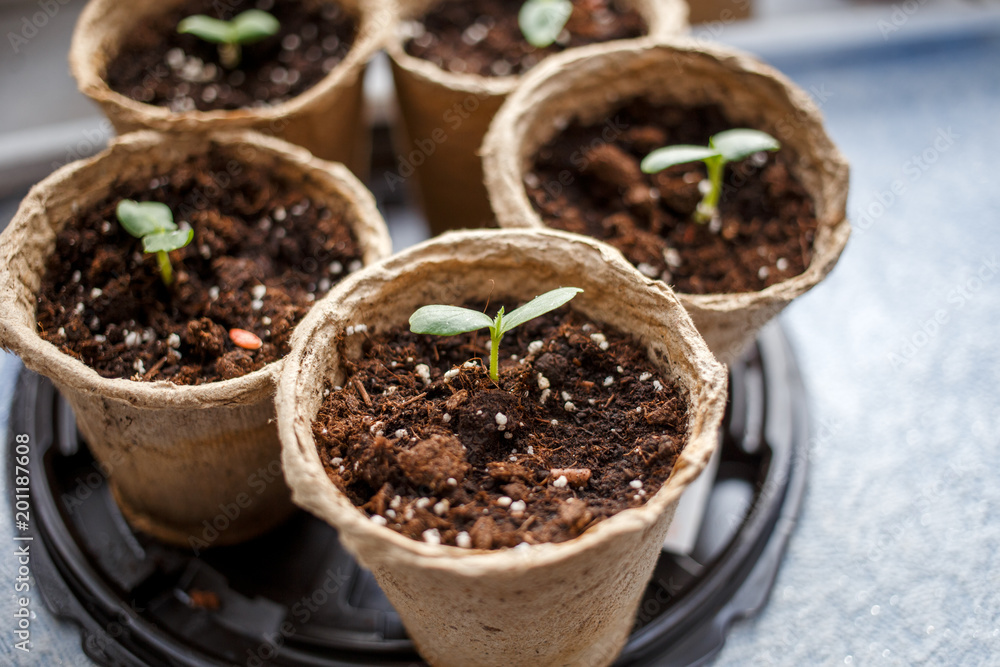 Photo of peat pots with seedlings Photo of peat pots with seedlings