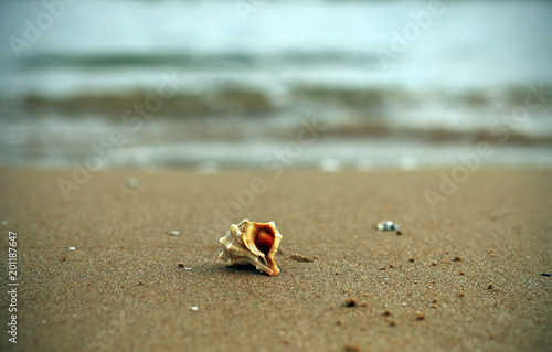 Conch shell on the seashore