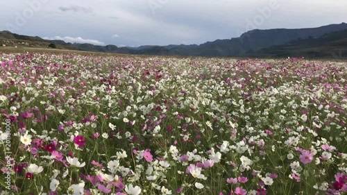 Cosmos fields Drakensberg south africa