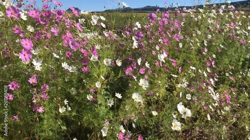 cosmos panning to far right