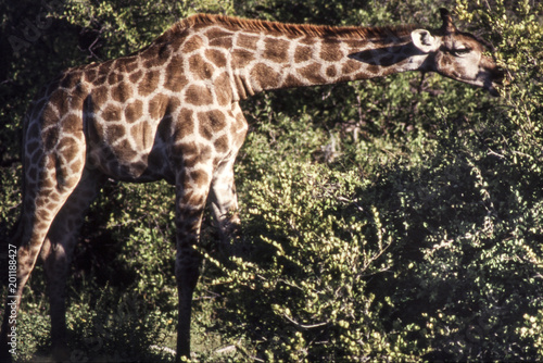 giraffe (giraffa camelopardalis) etosha national park, namibia, africa