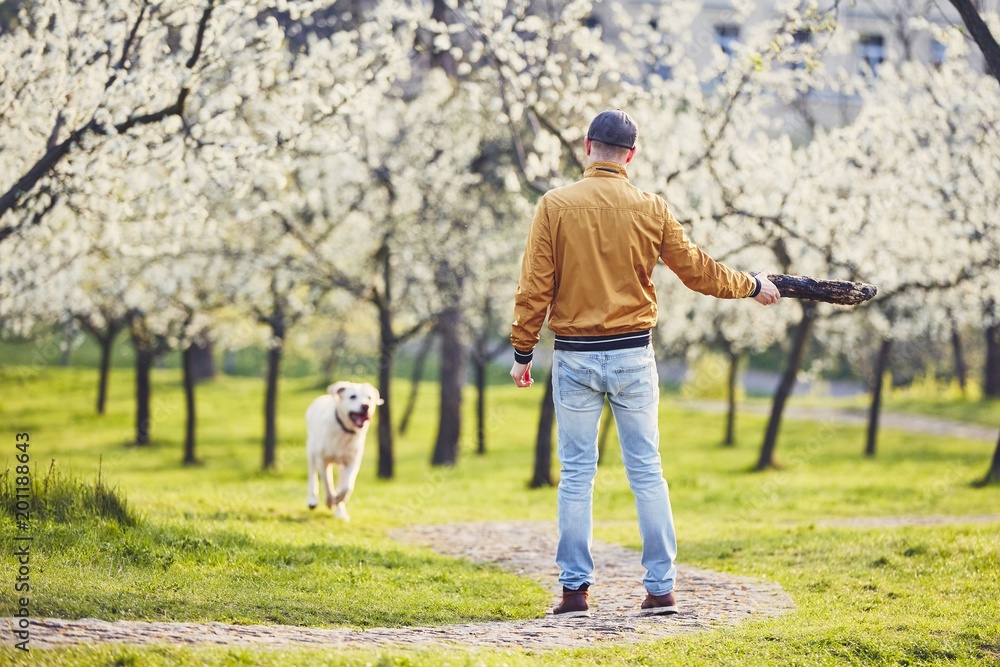 Fototapeta premium Man with dog in spring public park