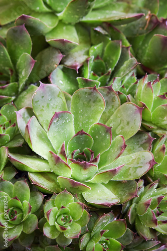 Common houseleek (Sempervivum tectorum) foliage background. Selective focus