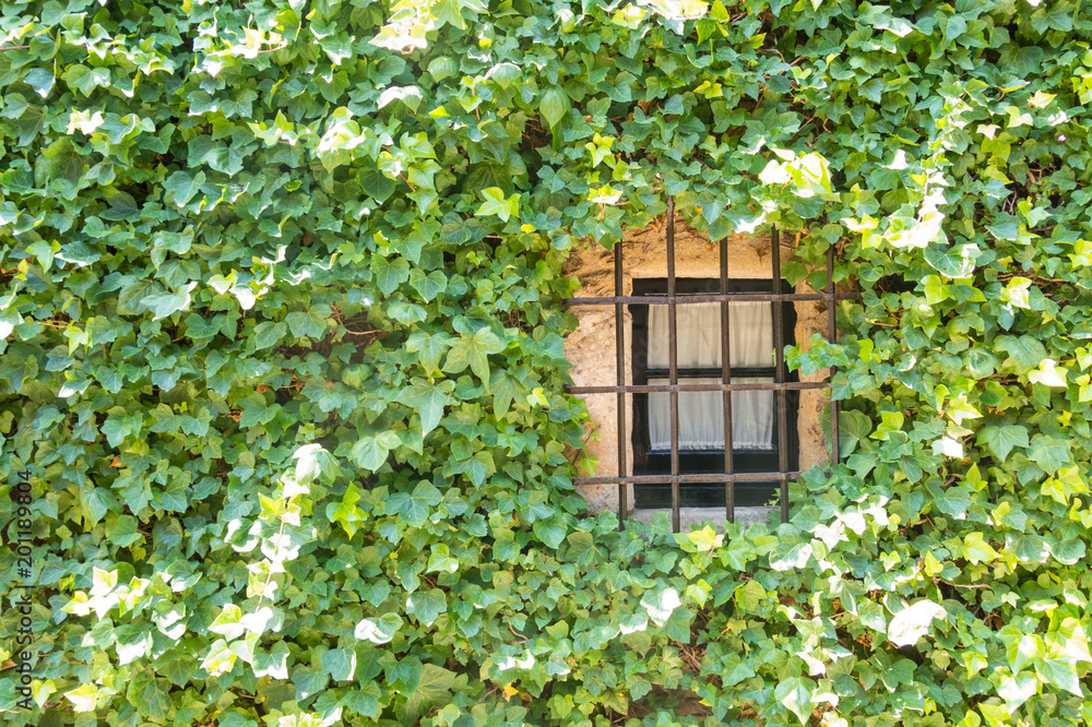 Old window with ivy of the medieval town of Peratallada in Gerona, Spain.